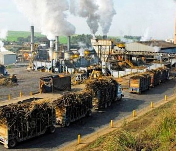 Indian sugarcane farming supporting ethanol production and sugar industry growth