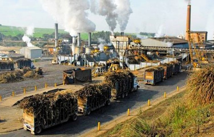 Indian sugarcane farming supporting ethanol production and sugar industry growth