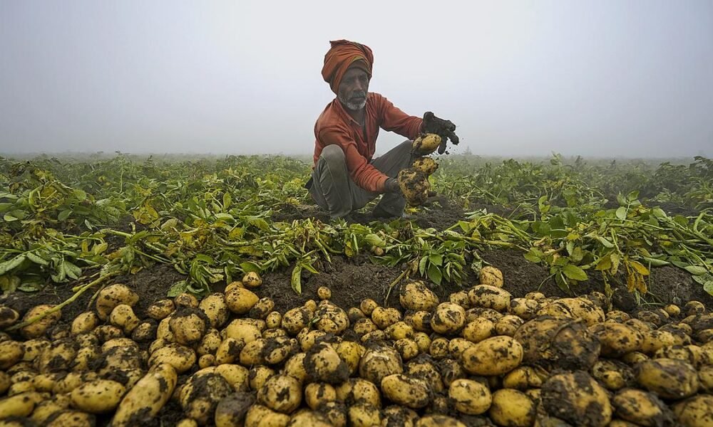 potato farming crisis in Uttar Pradesh farmer struggling with low prices