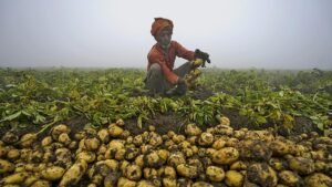 Potato Farming Crisis in Uttar Pradesh: Causes, Challenges, and Solutions for Farmers