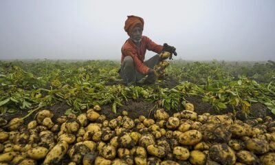 potato farming crisis in Uttar Pradesh farmer struggling with low prices
