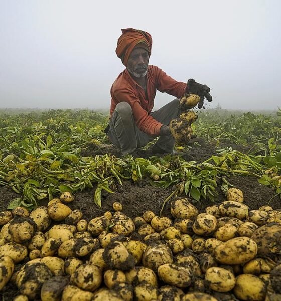 potato farming crisis in Uttar Pradesh farmer struggling with low prices