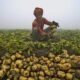 potato farming crisis in Uttar Pradesh farmer struggling with low prices