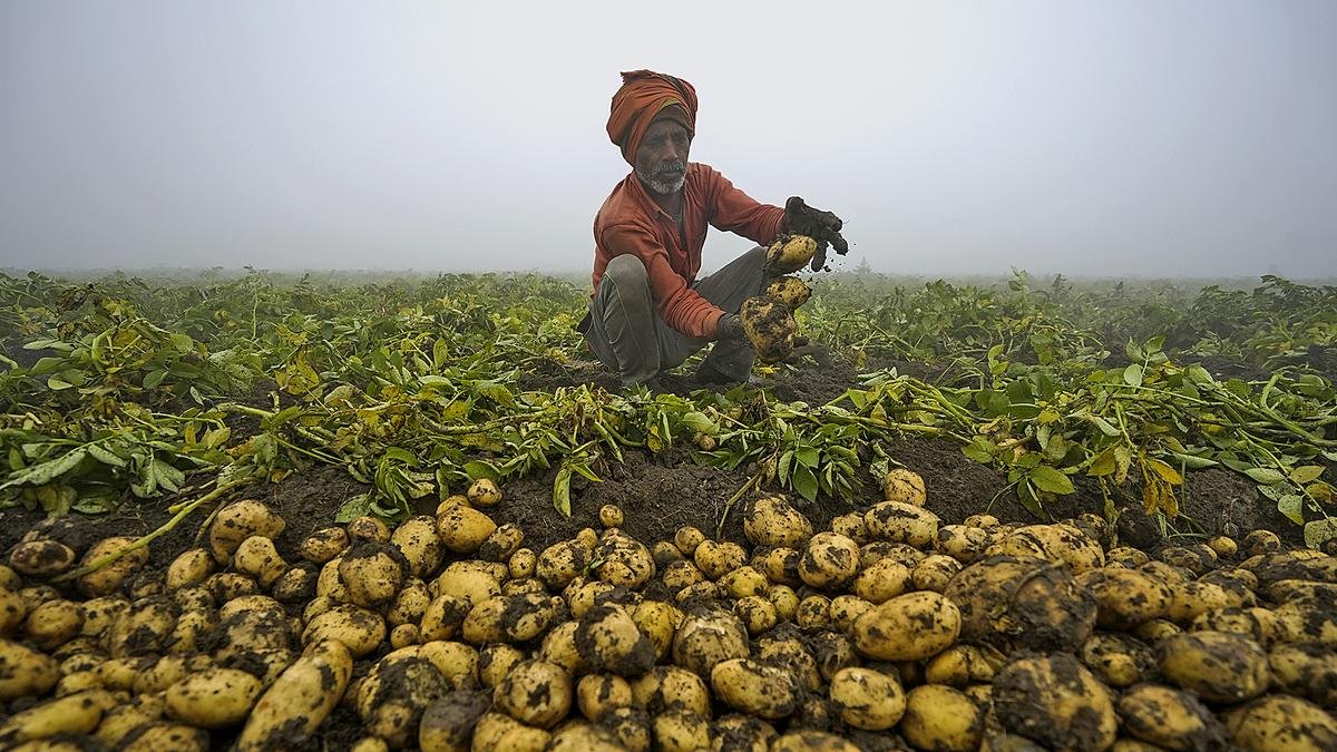 potato farming crisis in Uttar Pradesh farmer struggling with low prices