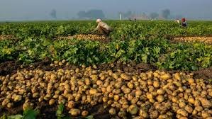 potato market price drop India farmers selling potatoes at low rates