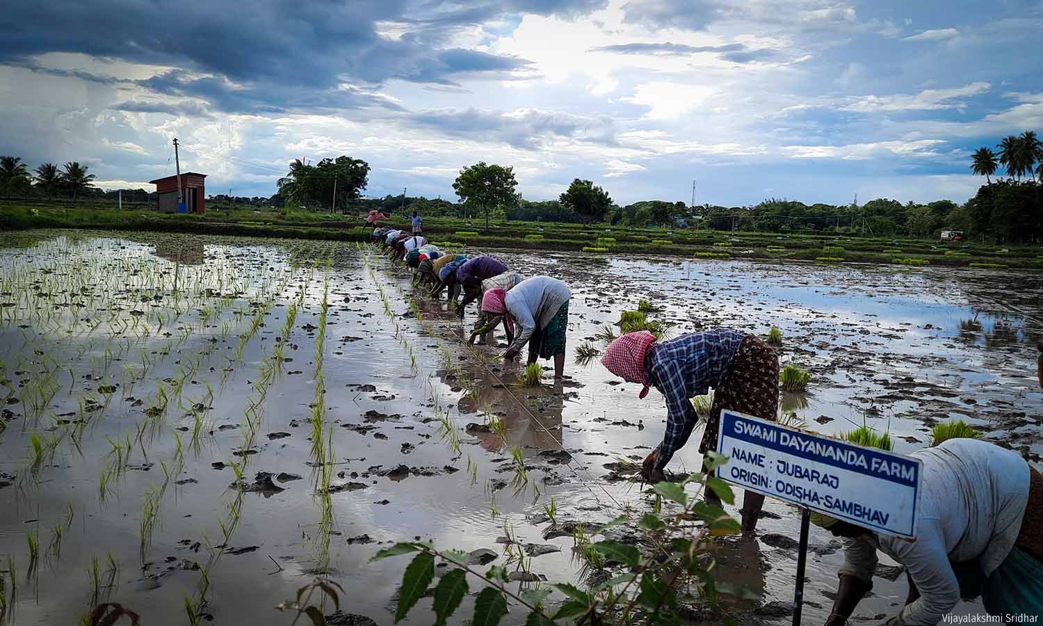 Tree-based agriculture farm in India showing agroforestry system increasing farmer income