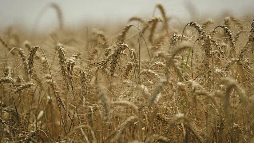 wheat procurement India 2026 government buying wheat from farmers