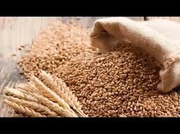 India raises wheat procurement target to support rain-hit farmers in wheat fields