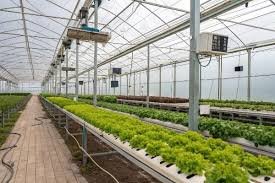 smart greenhouse automation system price and technology setup