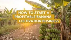 Growing Banana: A Profitable Fruit Crop with Year-round Market Demand
