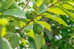 Start a Guava Farming Business for Sustainable Income