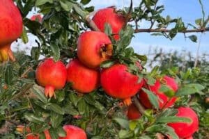 Pomegranate Farming Business in India: Cost, Investment and Profit