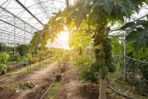 Papaya Farming: A High-Yield Business Opportunity for Profitable Fruit Production