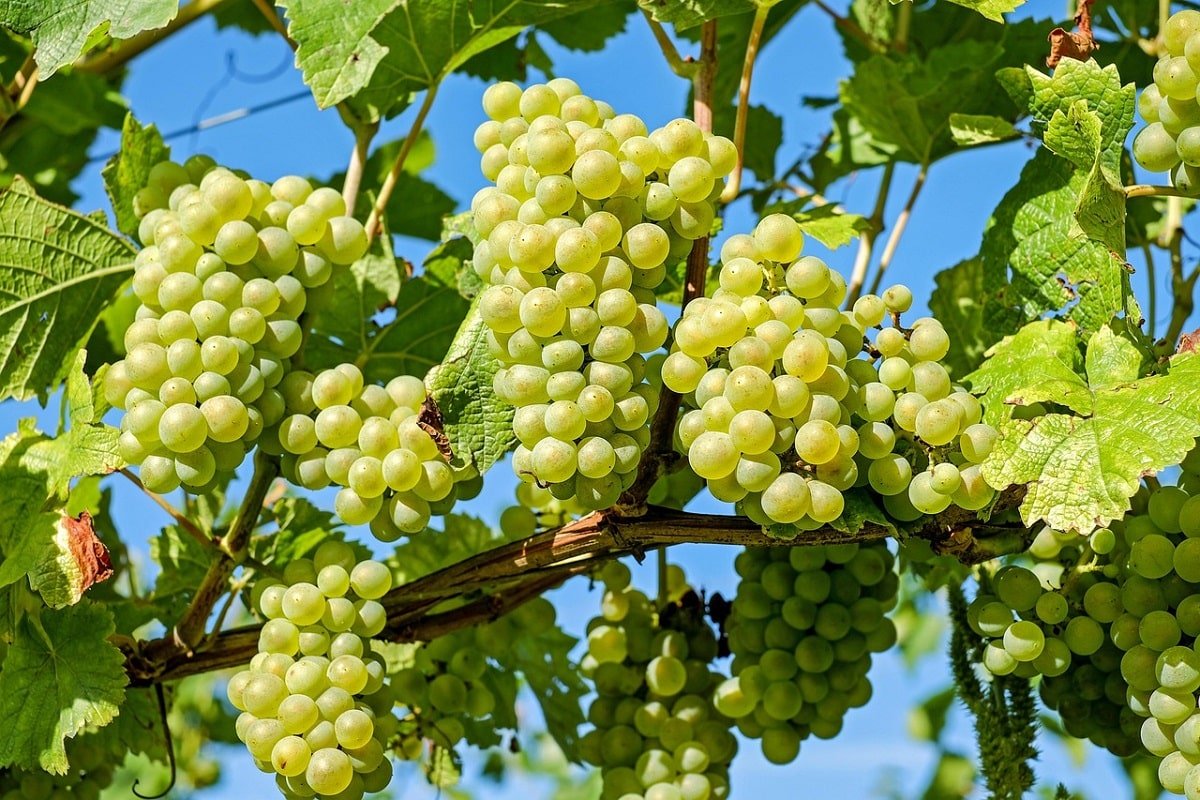 How to Start Grapes Farming in India: Cost, Yield & Profit Analysis