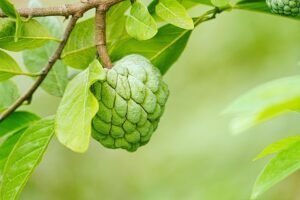 Profitable Custard Apple Farming in India