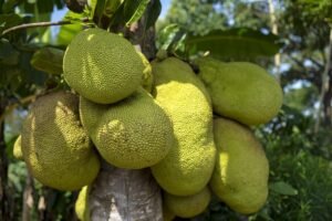 Jackfruit Farming in India: Complete Guide to Cultivation, Cost, Yield & Profit