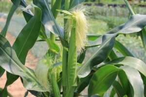 Maize Farming in India: Complete Guide to Profitable Maize Cultivation