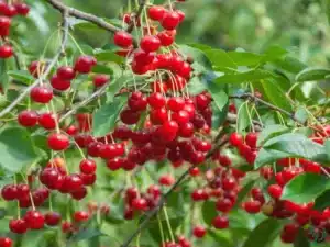 Cherry Farming Business in India: Cost, Cultivation, Yield & Profit Guide