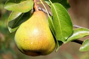 Pear Cultivation in India: Complete Growing Guide