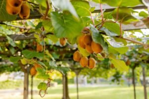 Start a Profitable Kiwi Farming Business in India: Cost, Yield & Market Potential