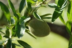 Almond Cultivation in India: Varieties, Yield & Profit