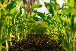 ORGANIC VS INORGANIC FARMING: Which method is more effective?